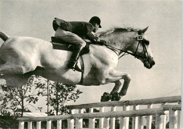 Reitsport Pferdesport Pferderennen Kamerad unter Hermann Schridde
