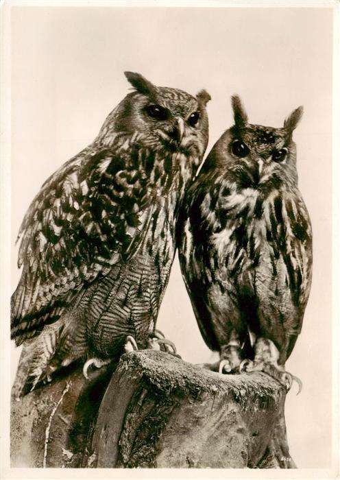 Eulen Owl Hibou Chouettes-- Eulen Paar