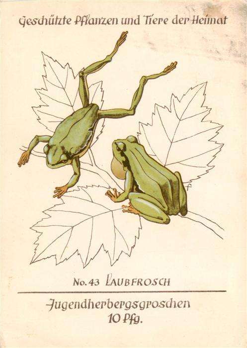 Froesche Laubfrosch Nr.43 Jugendherbergproschen