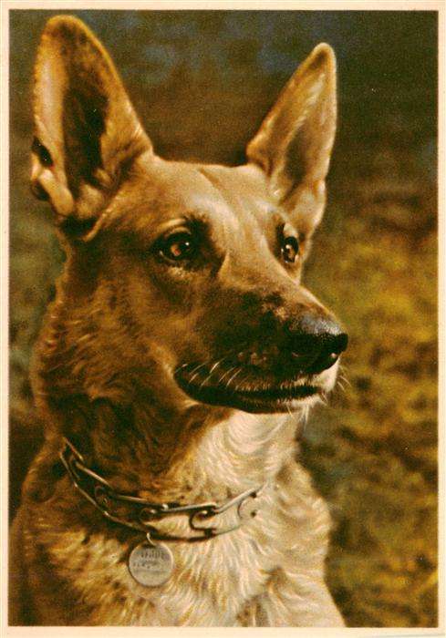 Hunde dogs chiens Hund