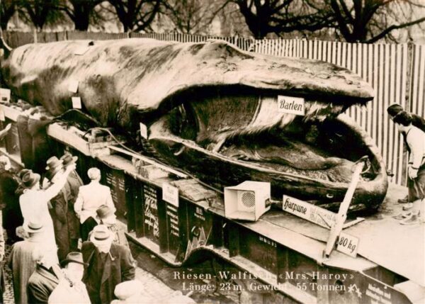 Wal  Whale Baleine Riesen Walfisch Mrs. Haroy