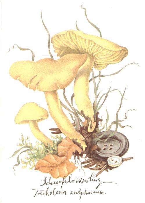 Pilze Schwefelritterling