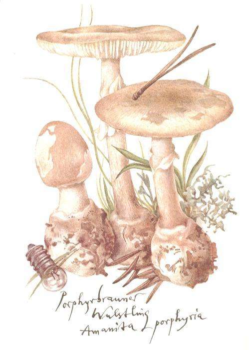 Pilze Porphyrbrauner Wulstling Litho