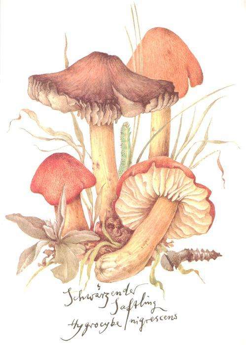 Pilze Schwaerzender Saftling Litho