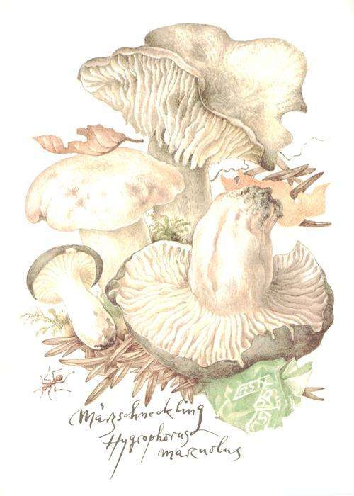 Pilze Maerzschneckling Litho