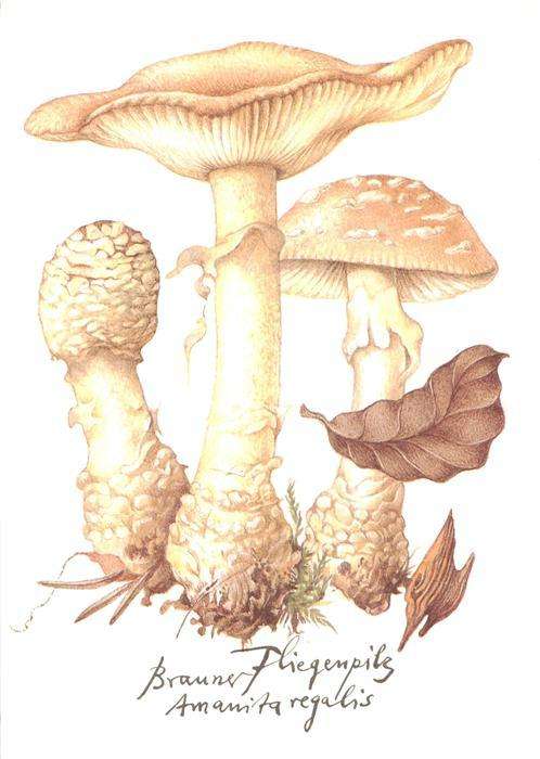 Pilze Brauner Fliegenpilz Litho