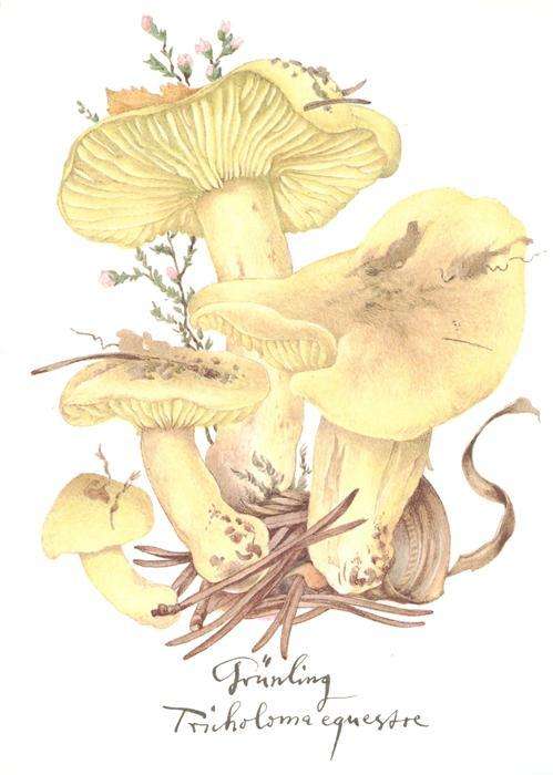 Pilze Gruenling Litho