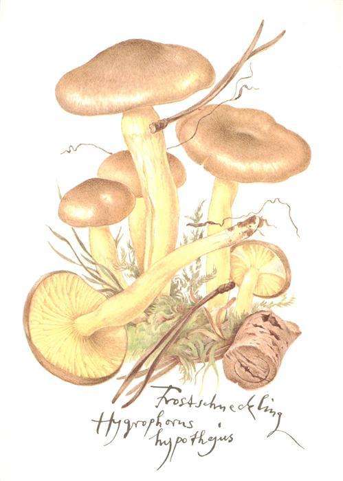 Pilze Frostschneckling Litho