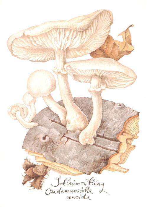 Pilze Schleimruebling Litho