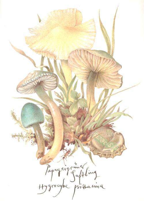 Pilze Papageigruener Saftling
