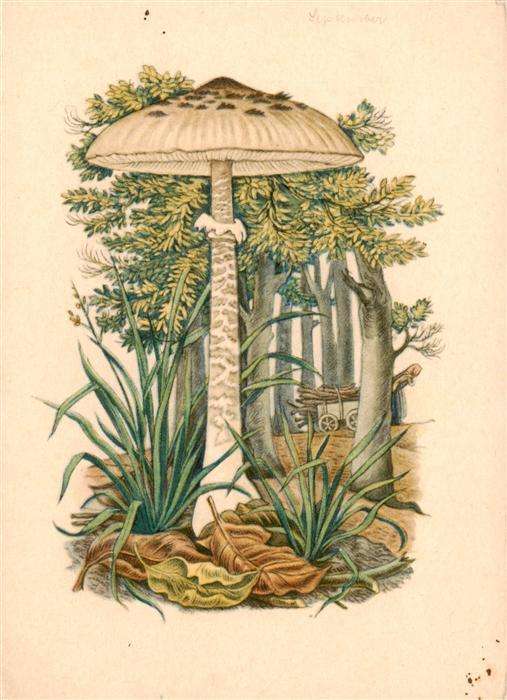 Pilze Wald Blaeter