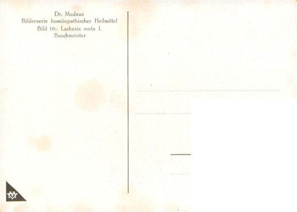 Medizin Heilmittel Lachesis D 8 Dr. Madaus – Bild 2