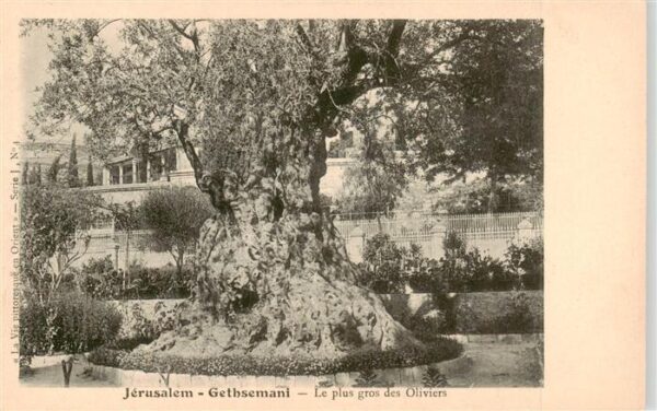 Jerusalem  Yerushalayim Israel Gethsemani Le plus gros des Oliviers