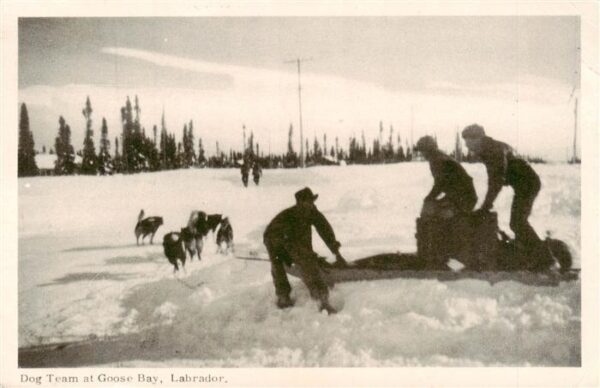 Goose Bay Dog Team Labrador