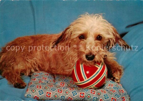 Hunde dogs chiens Hund Ball