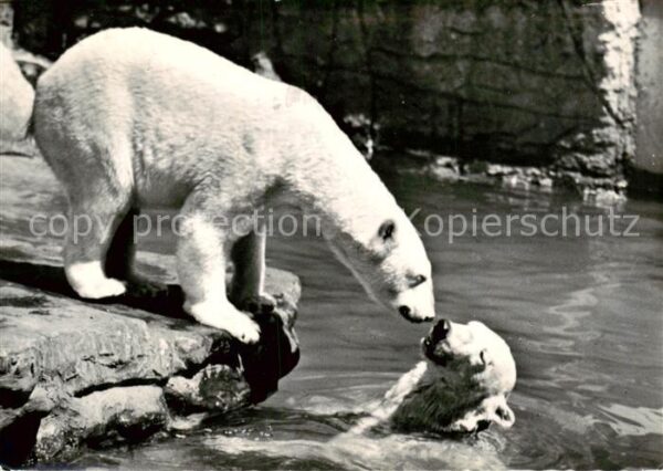 Eisbaer Icebear Ours Polaire Basel Zoologischer Garten