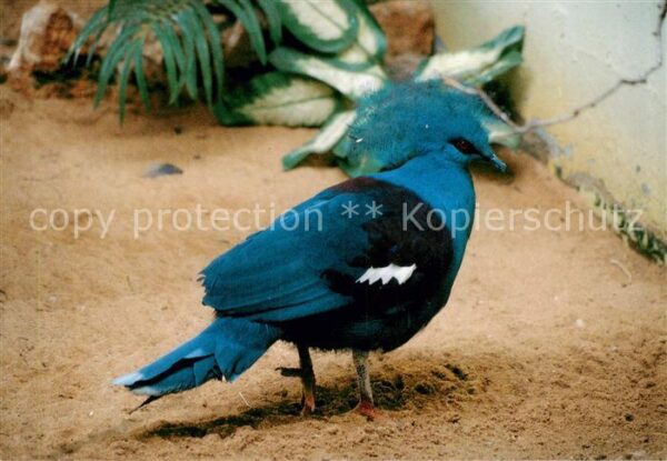 Voegel Birds Oiseaux Goura Couronne