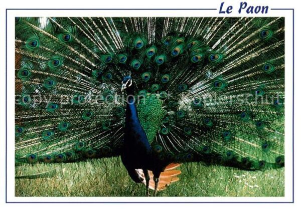 Voegel Birds Oiseaux Le Paon Blue