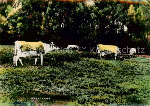 Landwirtschaft Jersey Cows Kuehe