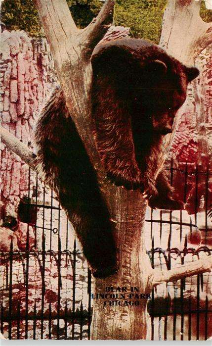 Zoo Gardin Zoologique-- Bear in Lincoln Park Chicago