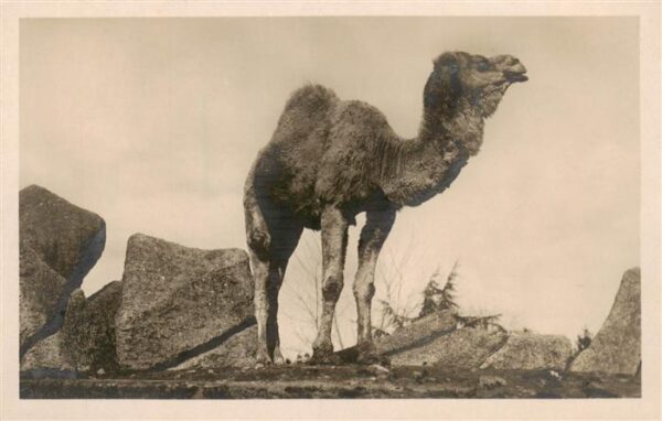 Kamel  Camel Chameau Dromedario 73797