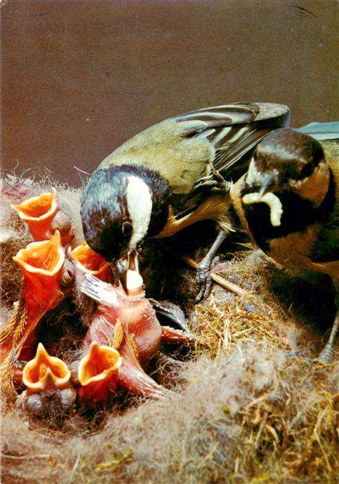 Voegel Birds Oiseaux Kohlmeisen Foto Robert Prange Vogelpark Walsrode