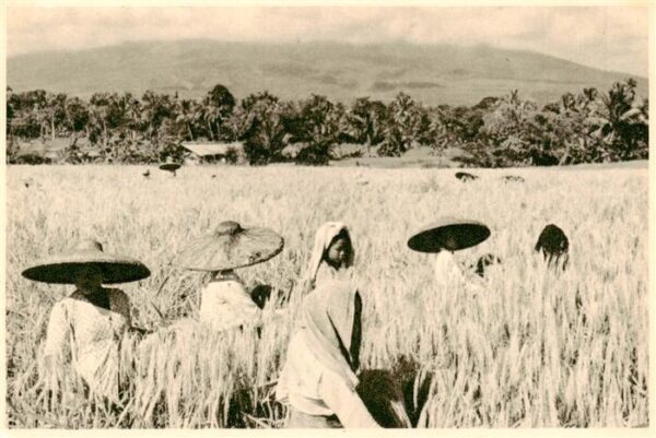 Indonesia Indonesien  Printed and Published by Kolff  Landwirtschaft