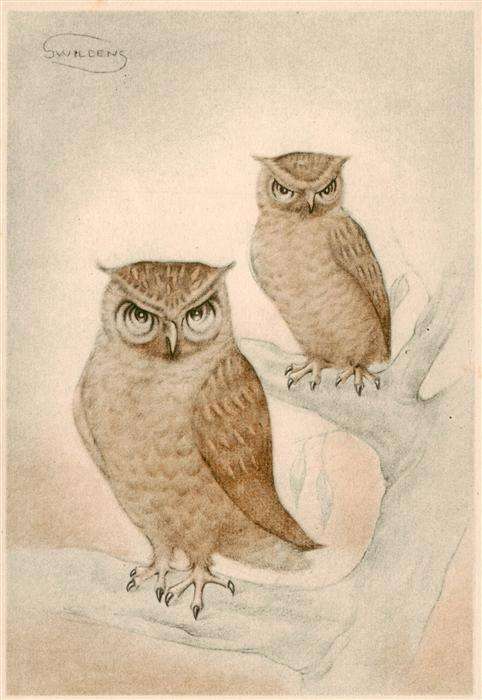 Eulen Owl Hibou Chouettes-- Swileeng  Eulen Paar