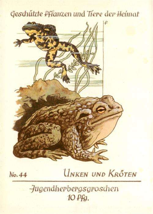Froesche Unken Kroeten Nr.44