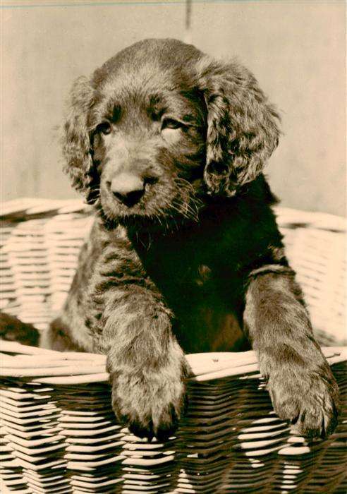 Dackel Dachshund Teckel Hunde dogs Chiens Cani Foto H. Lange Langhaar Welpe Hund