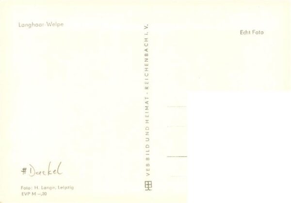 Dackel Dachshund Teckel Hunde dogs Chiens Cani Foto H. Lange Langhaar Welpe Hund – Bild 2