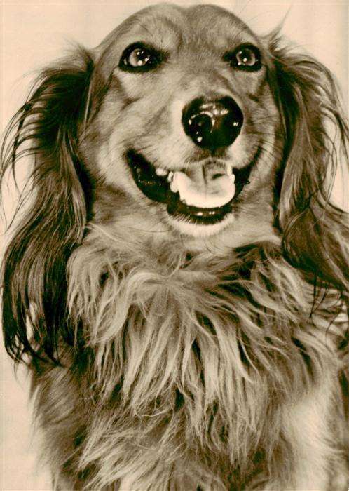 Dackel Dachshund Teckel Hunde dogs Chiens Cani Langhaardackel Foto Minden-Able