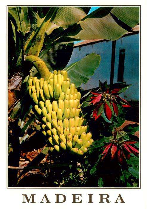Bananen Madeira Weinachtsstern