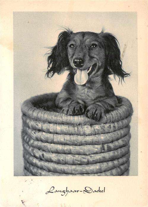 Dackel Dachshund Teckel Hunde dogs Chiens Cani Langhaar Dackel