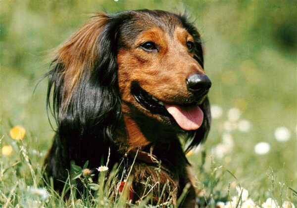 Dackel Dachshund Teckel Hunde dogs Chiens Cani Langhaardackel