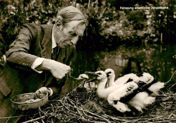 Storch Fuetterung elternlose Jungstoerche