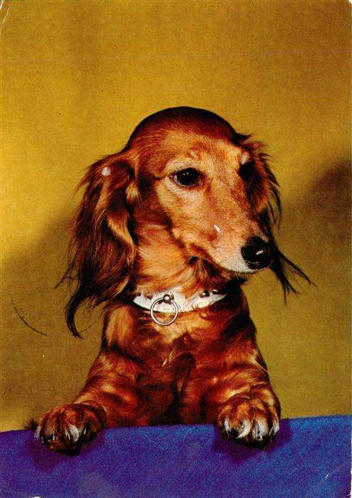 Dackel Dachshund Teckel Hunde dogs Chiens Cani Dackel Hund