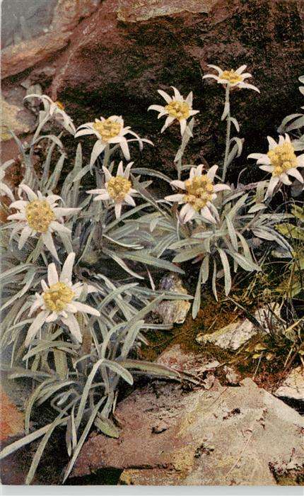 Verlag Photochromie Nr. Nr. 1158 serie 545 Leontopodium alpinum