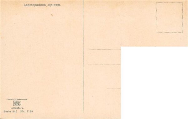 Verlag Photochromie Nr. Nr. 1158 serie 545 Leontopodium alpinum – Bild 2