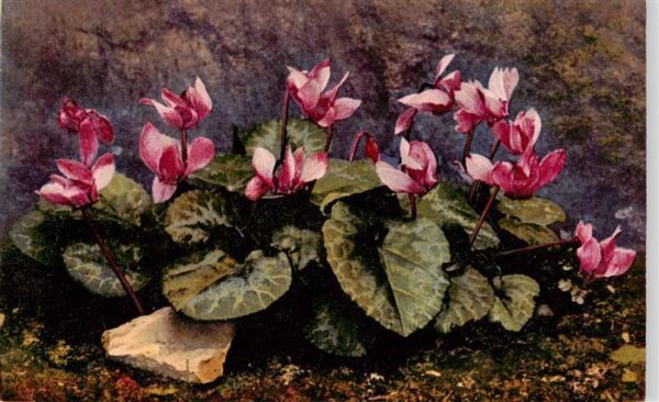 Verlag Photochromie Nr. Nr.1191 Serie 545 Cyclamen europaeum