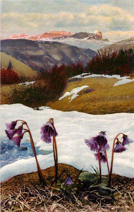 Verlag Photochromie Nr. Nr. 783 Serie 508 Soldanella alpina