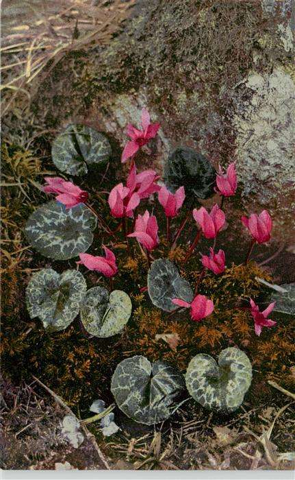 Verlag Photochromie Nr. Nr. 785 Serie 508 Cyclamen europaeum