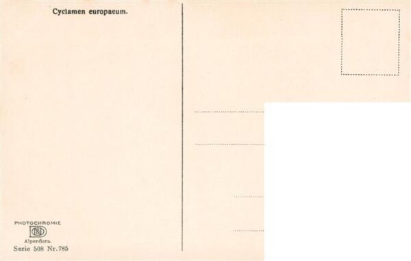 Verlag Photochromie Nr. Nr. 785 Serie 508 Cyclamen europaeum – Bild 2