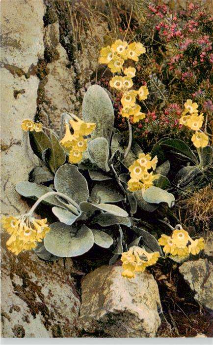 Verlag Photochromie Nr. Nr. 792 Serie 508 Primula auricula