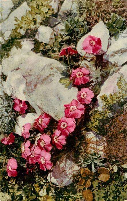 Verlag Photochromie Nr. Nr. 793 Serie 508 Dianthus alpinus