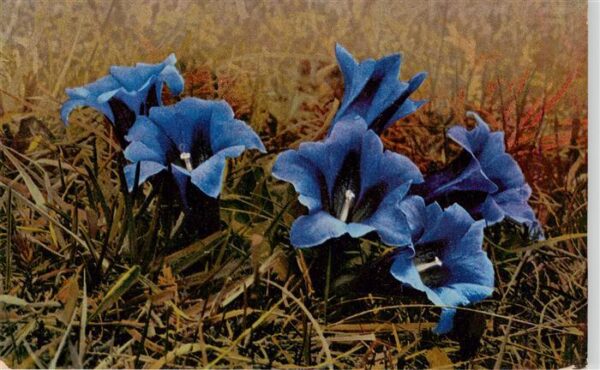 Verlag Photochromie Nr. Nr. 789 Serie 508 Gentiana acaulis Clusii