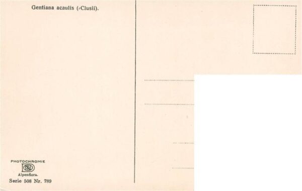 Verlag Photochromie Nr. Nr. 789 Serie 508 Gentiana acaulis Clusii – Bild 2