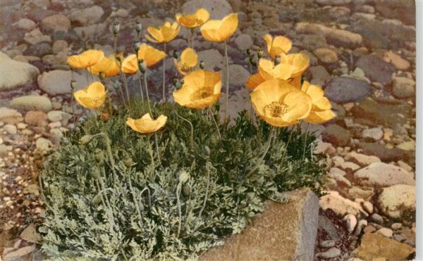Verlag Photochromie Nr. Nr. 759 Serie 506 Papaver alpinum var. pyrenaicum