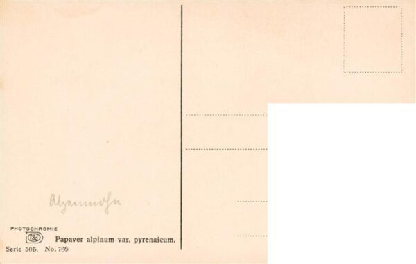 Verlag Photochromie Nr. Nr. 759 Serie 506 Papaver alpinum var. pyrenaicum – Bild 2