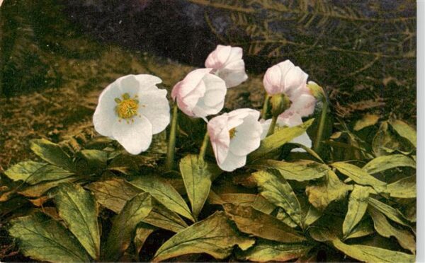 Verlag Photochromie Nr. Nr.940 Serie 522 Helleborus niger